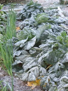 Brussels Sprouts & Scallions in the Frost
