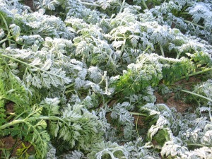 Carrots in the Frost